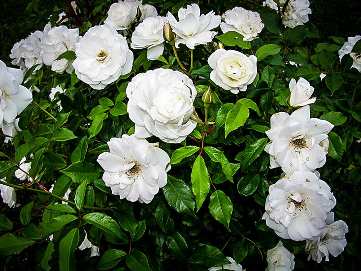 Rosa 'White Knock Out' 3 gal