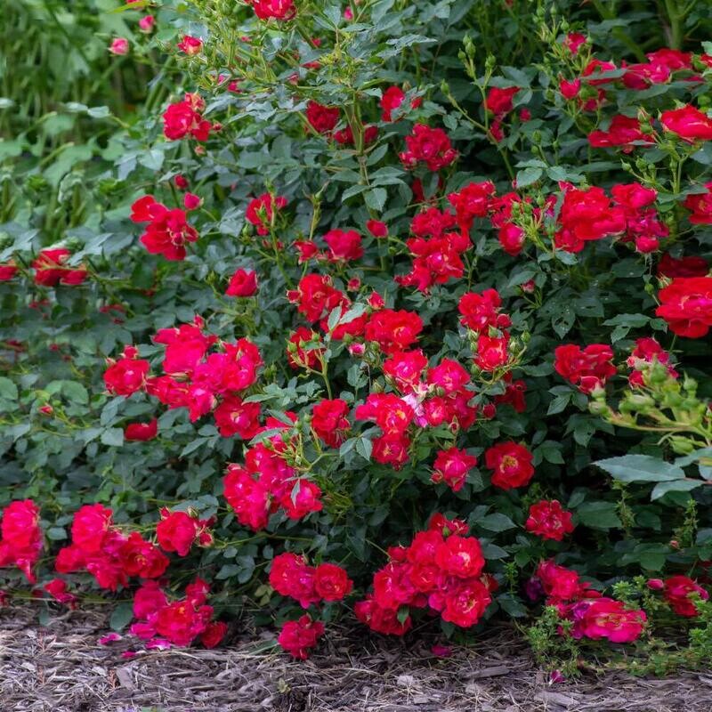 Rosa &#39;Drift Red&#39; 2 gal
