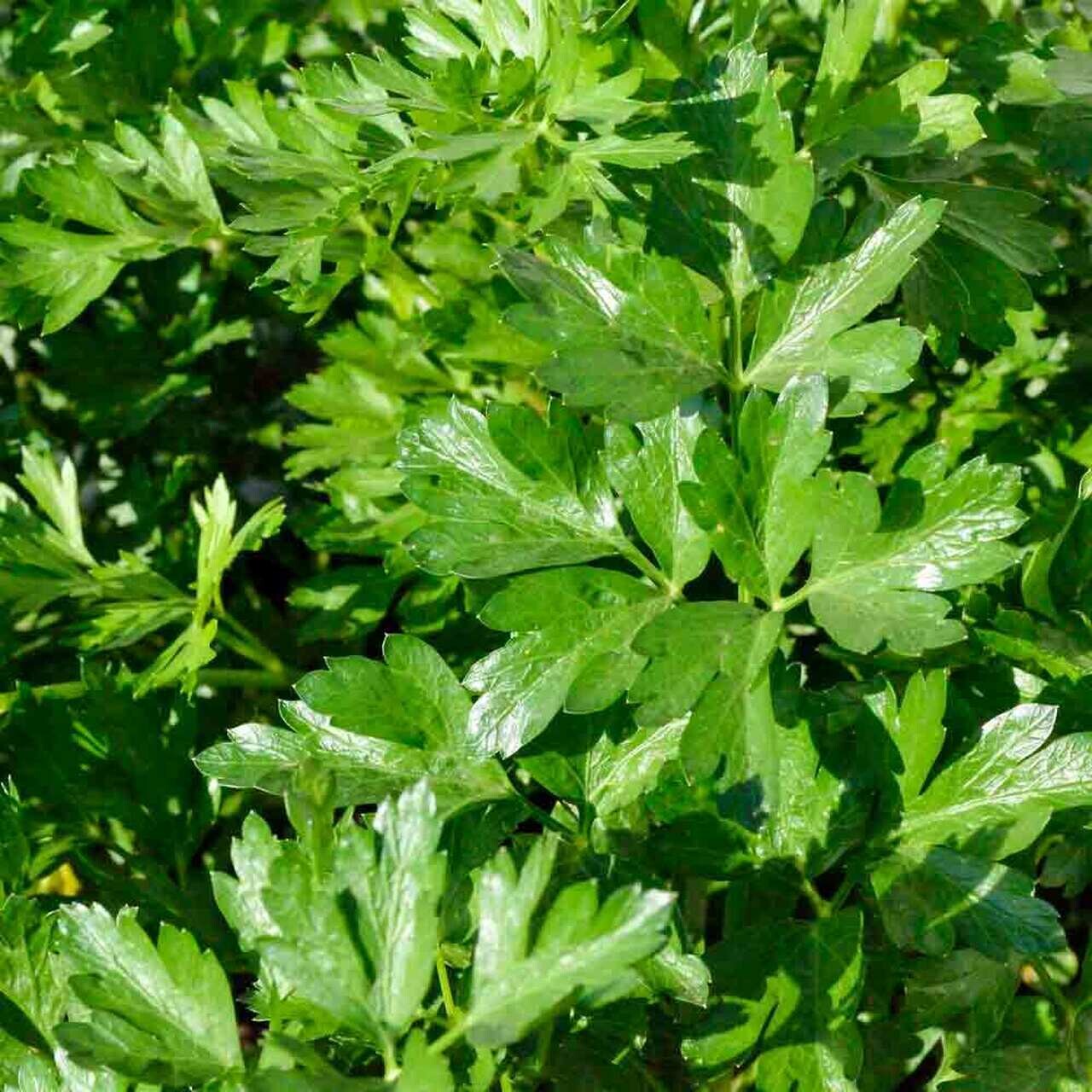 Petroselinum crispum 'Italian parsley' 1 gal