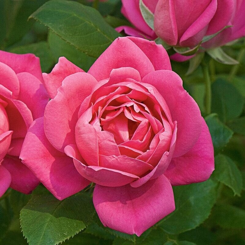 Rosa &#39;Double Pink Knockout&#39; 2 gal