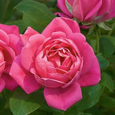 Rosa 'Double Pink Knockout' 2 gal