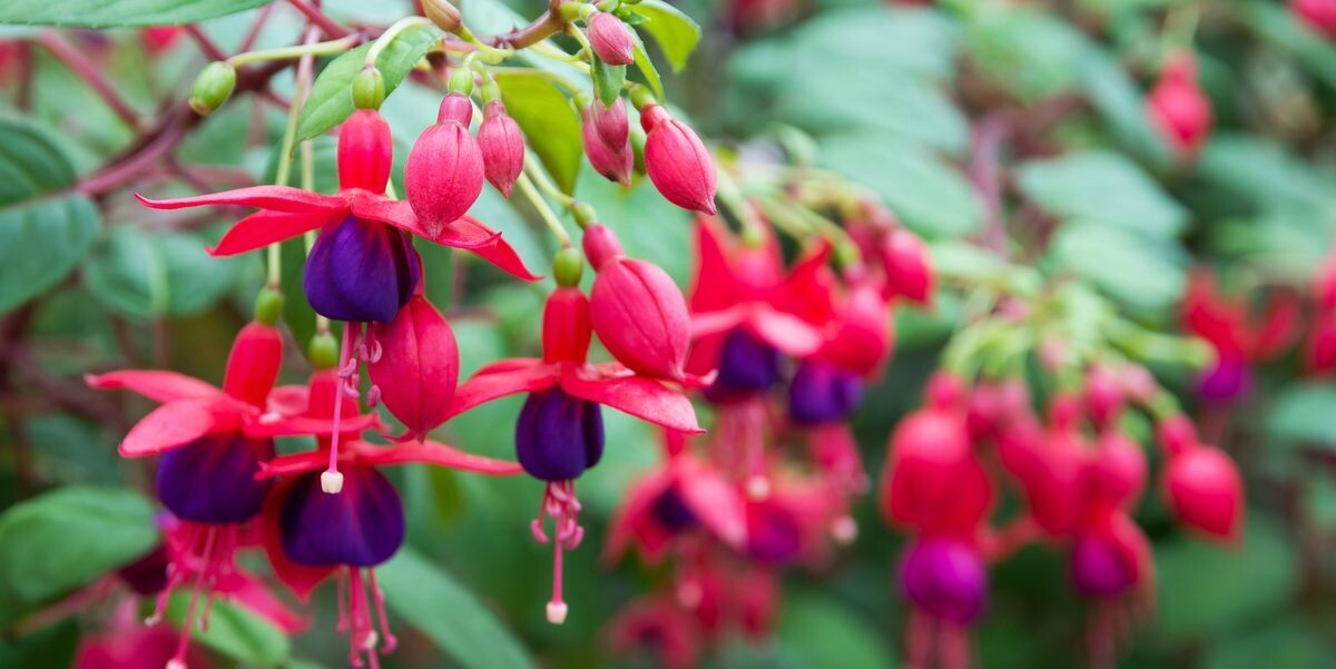 Fuschia Hanging Basket 8 in