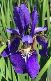 Iris sibirica &#39;Caesar&#39;s Brother&#39; 1 gal