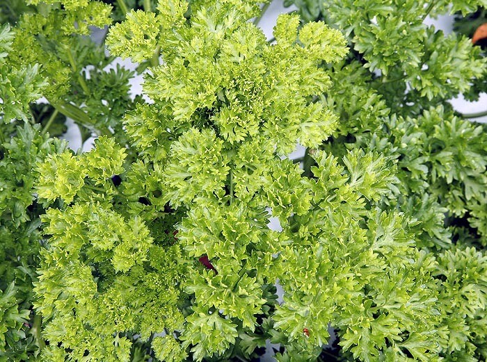 Petroselinum crispum 'Triple Curly parsley' 1 gal