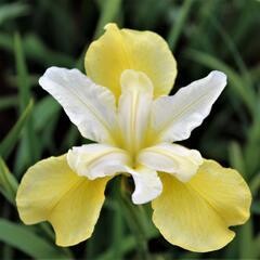 Iris &#39;Butter and Sugar&#39; 1 gal