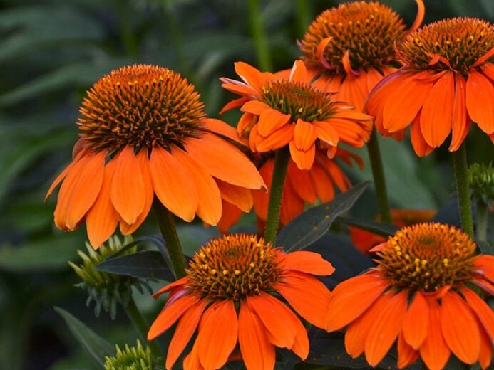 Echinacea &#39;Sombrero Adobe Orange&#39; 1 gal
