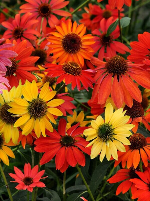 Echinacea &#39;Cheyenne Spirit&#39; 1 gal