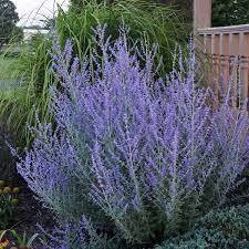 Russian sage Perovskia atriplicifolia 2 gal