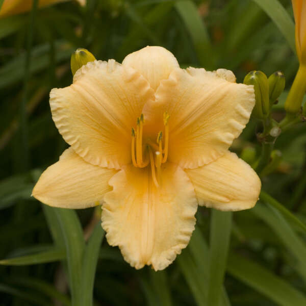Daylily Hemerocallis &#39;Apricot Sparkles&#39; 1 gal