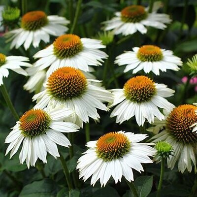 Echinacea purpurea 'Pow Wow White' 1 gal