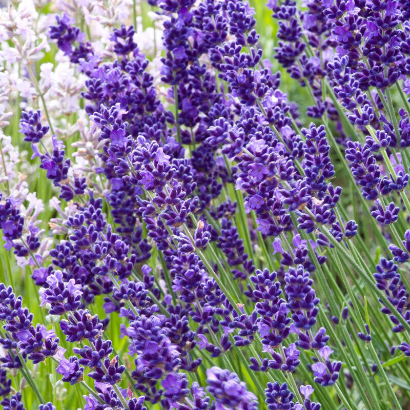 Lavandula angustifolia &#39;Imperial Gem&#39; 1 gal.