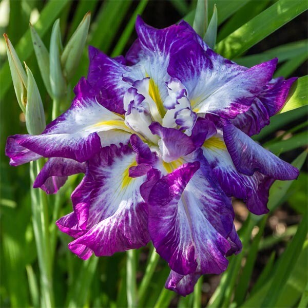 Iris ensata &#39;Lion King&#39; 1 gal