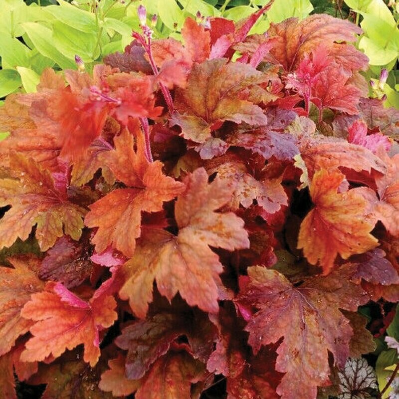 Heucherella &#39;Sweet Tea&#39; 8 in