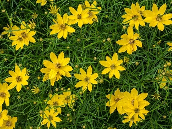 Coreopsis Verticillata 1 gal
