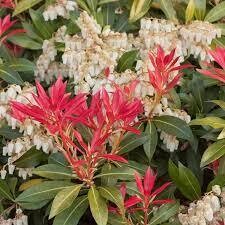 Andromeda pieris japonica mt fire 2 gal