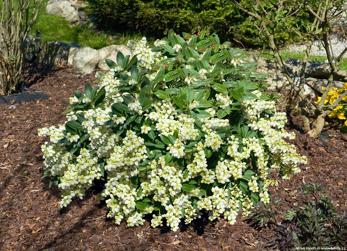 andromeda Pieris Purity andromeda