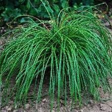 thuja Whipcord #2