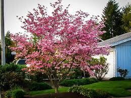 cornus kousa Stellar Pink dogwood 7 gal.