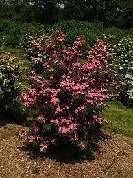cornus scarlet fire dogwood 10 gal.