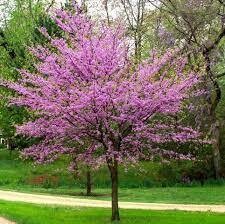 redbud cercis canadensis single stem  eastern 15 gal