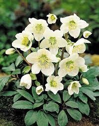 helleborus jacob 1 gal.