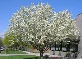 crabapple malus x spring snow  15 gal.