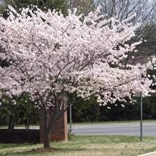 prunus Yoshino cherry 15 gal.