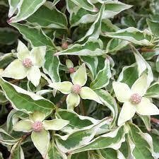 cornus wolf eye&#39;s 3 gal. dogwood