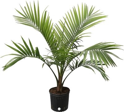 Majesty Palm 10&quot;