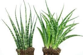 Snake Plant Sansevieria Fernwood 8-14&quot; - 5inch pot