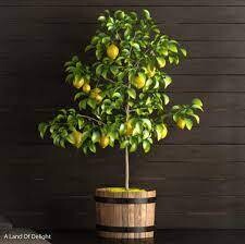 Meyer Lemon Tree 17&quot;