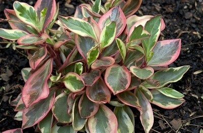 Peperomia Rainbow 10&quot;