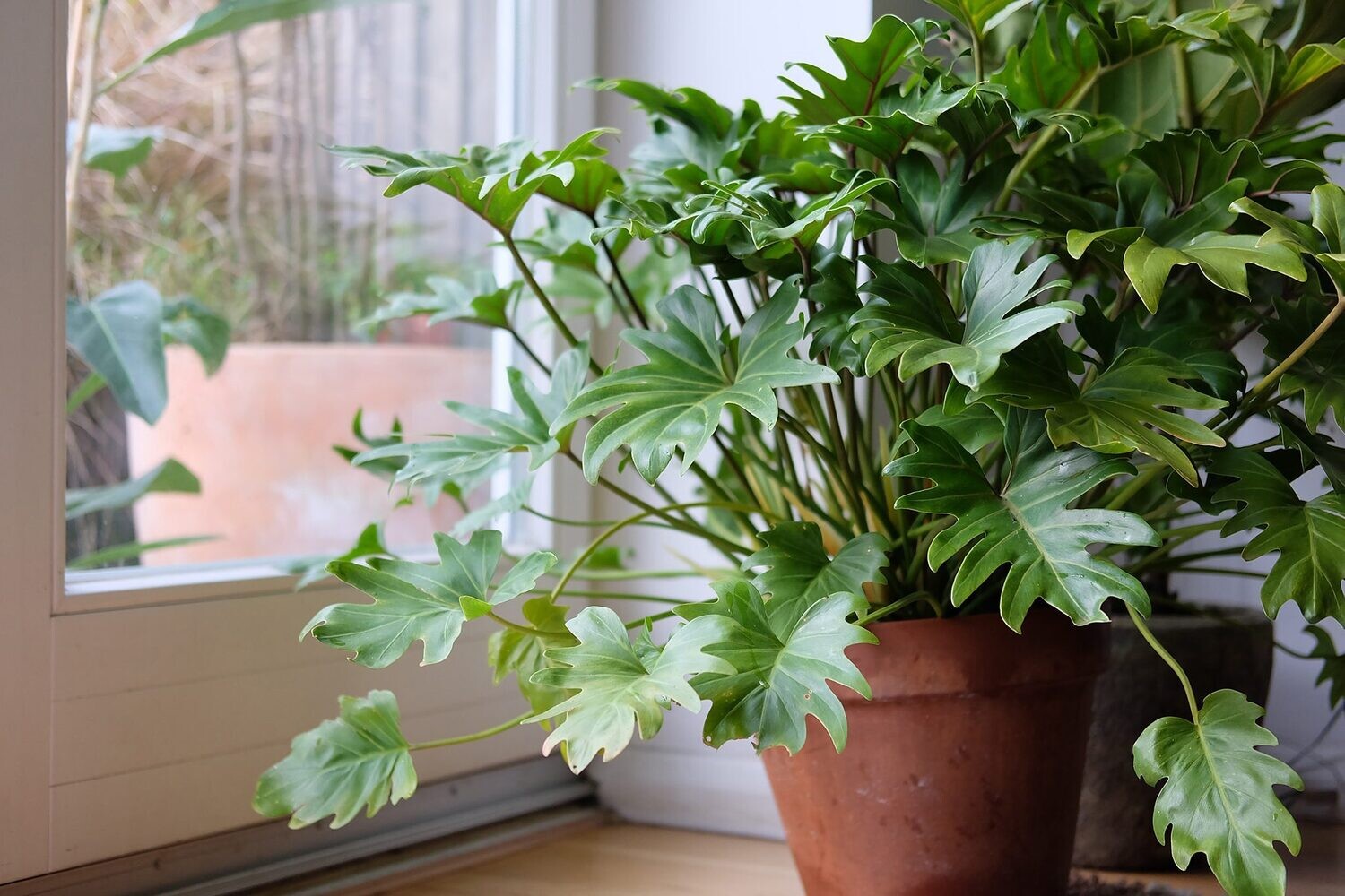 Philodendron Xanadu 20-24&quot; 10 inch pot