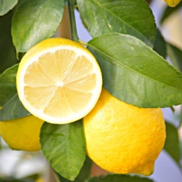 Eureka Lemon 10"