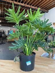 philodendron selloum hope 2.5-3&quot; 10 inch pot