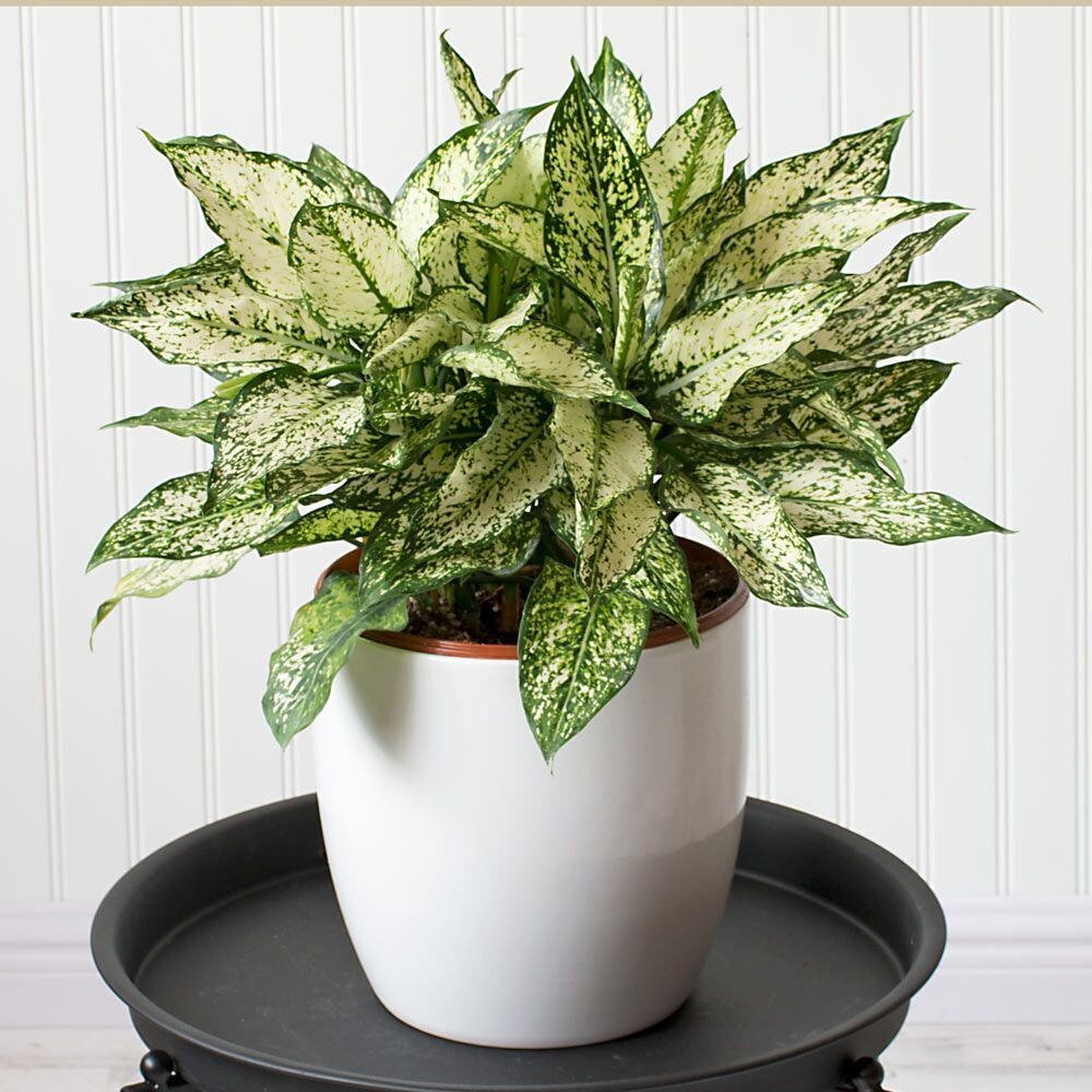 Spring Snow Chinese Evergreen 14-20" 10 inch pot
