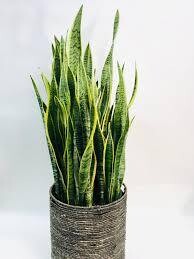 sansevieria Laurentii- 10&quot;