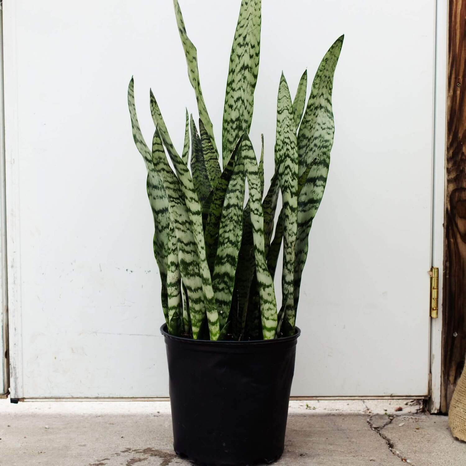 Sansevieria Zeylanica 2.5-3 feet 10 inch pot