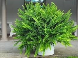 Kimberly Queen Fern- 10&quot;