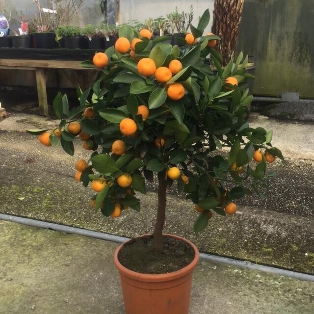 Calamondin Standard Citrus Tree 17"