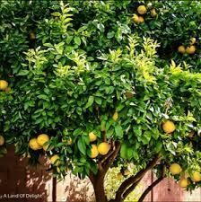 Ponderosa Lemon Tree 23"