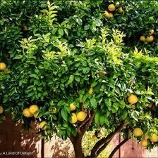Ponderosa Lemon Tree 23&quot;