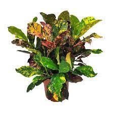 Croton Magnificent Bush 2.5-3.5&#39;