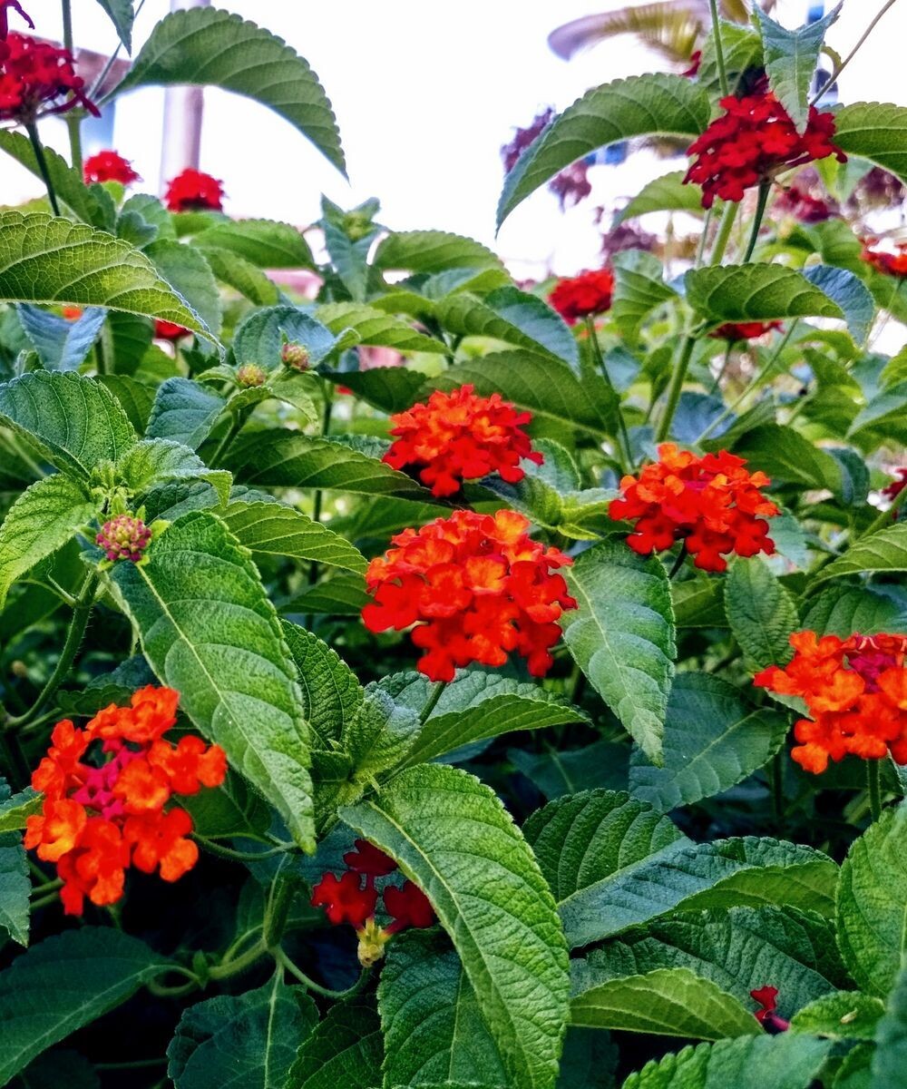 Lantana Standard Red 10&quot;