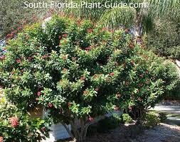 Jatropha Standard 3-4&#39; 10 inch pot