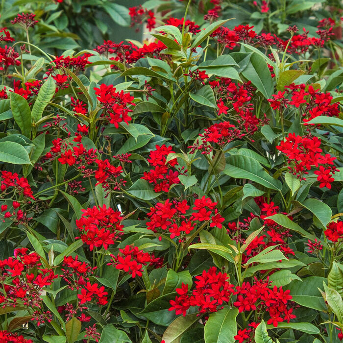 Jatropha Standard 3-4&#39; 10 inch pot
