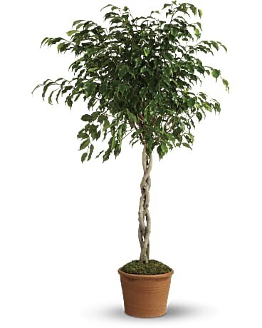 Ficus Wintergreen Standard 10&quot;