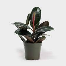 Ficus Burgundy 2-2.5&quot;  10&quot; pot