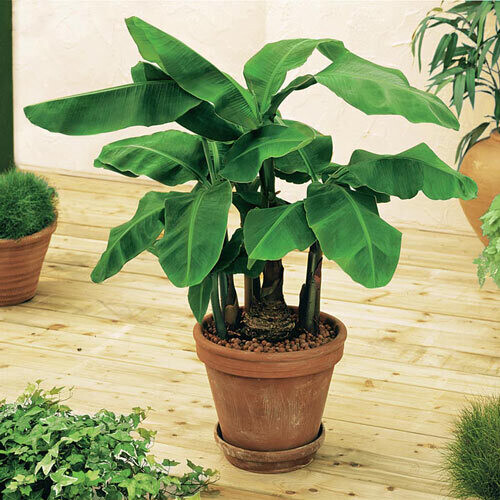 Banana Ensete 10&quot;