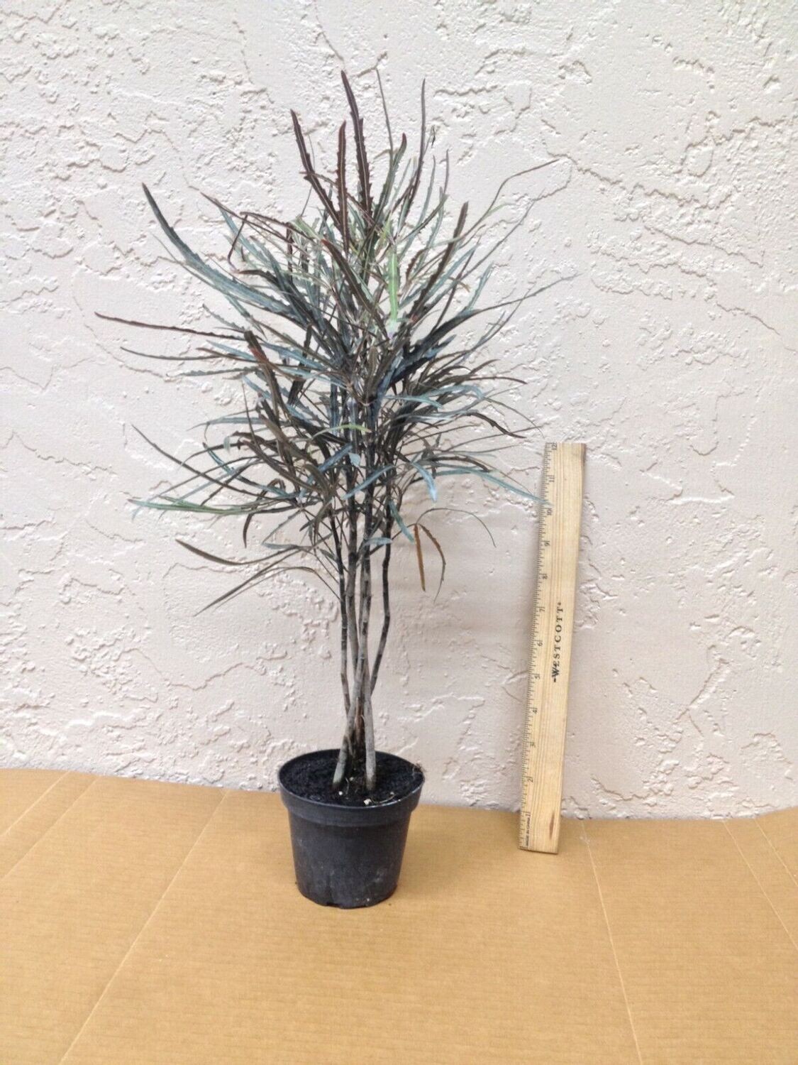 Aralia Elegantissima 10&quot;